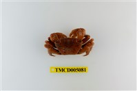 藏品(方形大額蟹)的圖片